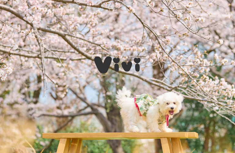 ヴィヴィ